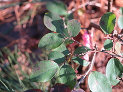 Vaccinium arboreum