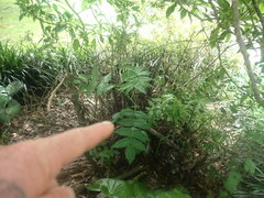 Ailanthus altissima