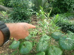 Ailanthus altissima