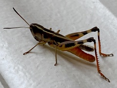 Macrotona