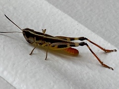 Macrotona