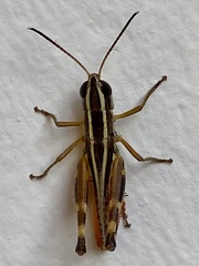 Macrotona