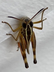 Macrotona