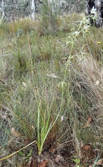 Dianella longifolia longifolia