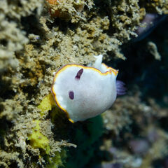 Goniobranchus sinensis