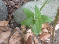 Teucrium hircanicum