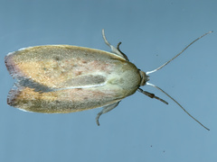 Ptyoptila matutinella
