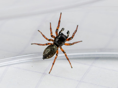 Heliophanus wesolowskae