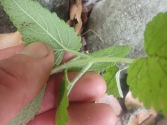 Teucrium hircanicum