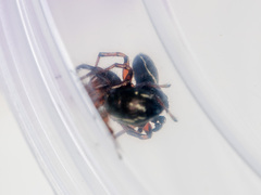 Heliophanus wesolowskae