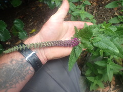Teucrium hircanicum