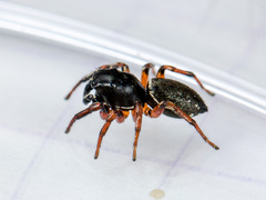 Heliophanus wesolowskae