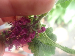 Teucrium hircanicum