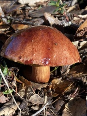 Aureoboletus flaviporus