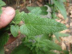 Teucrium hircanicum