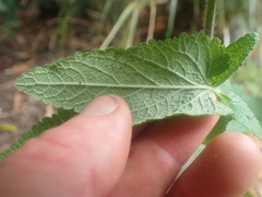 Teucrium hircanicum