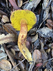Aureoboletus flaviporus