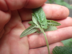 Teucrium hircanicum