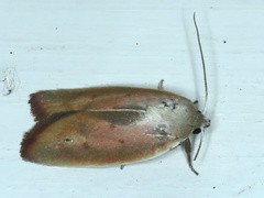 Ptyoptila matutinella
