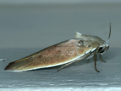 Ptyoptila matutinella