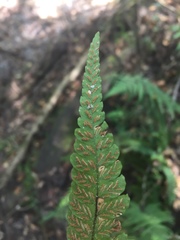 Deparia petersenii