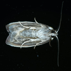 Ptyoptila matutinella
