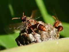 Polistes marginalis