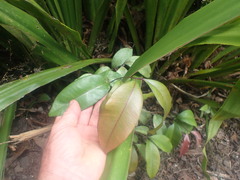 Syzygium smithii