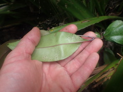 Syzygium smithii