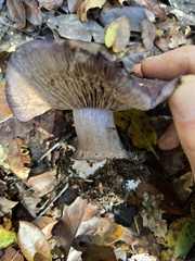 Cortinarius glaucopus
