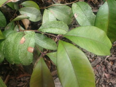 Syzygium smithii