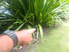 Syzygium smithii