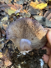 Cortinarius glaucopus