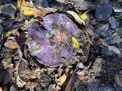 Cortinarius glaucopus