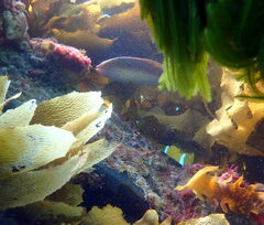 Austrolabrus maculatus