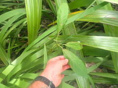 Persea americana