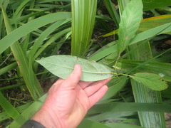 Persea americana