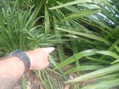 Persea americana