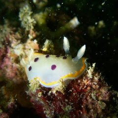 Goniobranchus tumuliferus