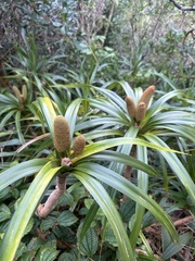 Freycinetia arborea