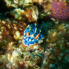 Hypselodoris festiva
