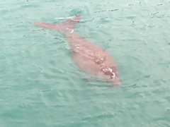 Dugong dugon