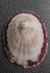 Niveotectura pallida