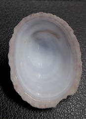 Niveotectura pallida