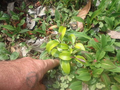 Syzygium smithii