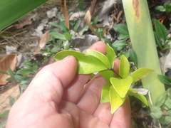 Syzygium smithii