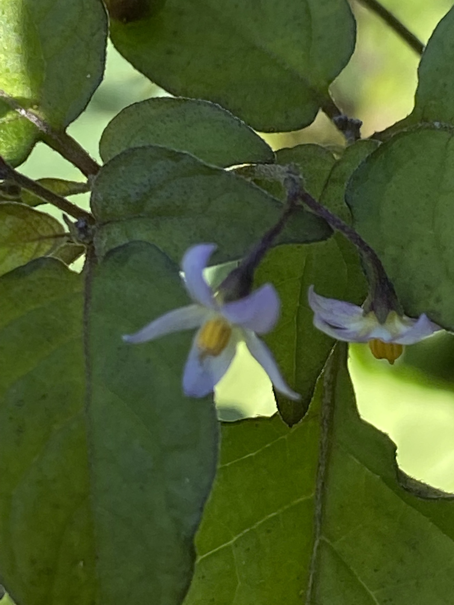 Solanum americanum Mill.