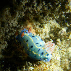 Hypselodoris festiva