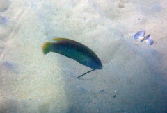 Austrolabrus maculatus