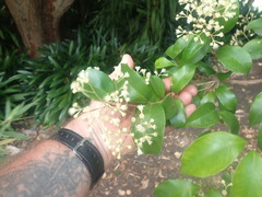 Syzygium smithii